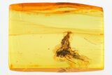 Fossil Ichneumon Wasp (Ichneumonoidea) In Baltic Amber #325352-1